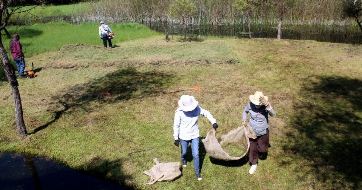 Coordinan Esfuerzos Sds Y Comuneros A Favor De Laguna De Hueyapan