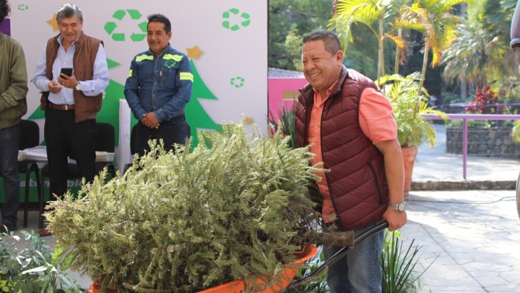 Arranca campaña de acopio de árboles de Navidad 2023 en Morelos – Noticias  de Cuautla