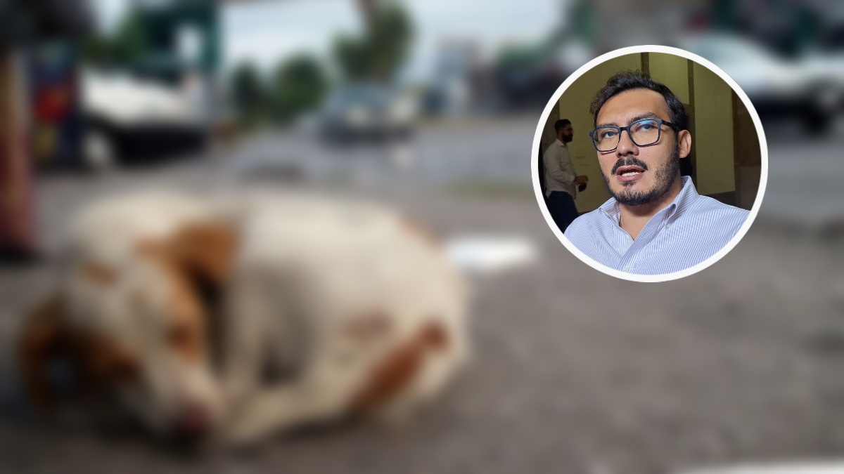 Morelos registra cuatro denuncias más por maltrato animal