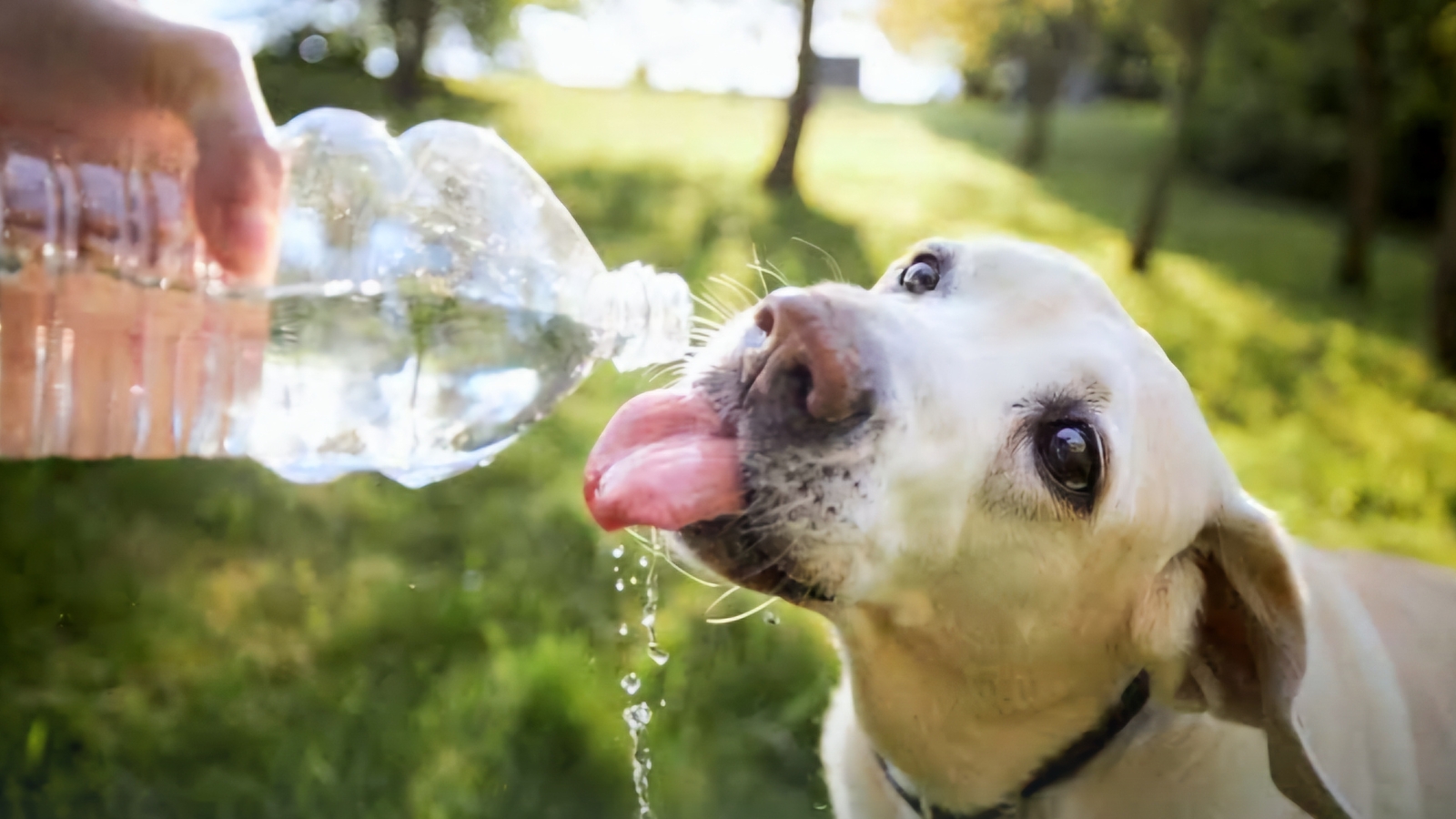 Llaman a dueños a cuidar a animales de compañía en época de calor en Cuautla