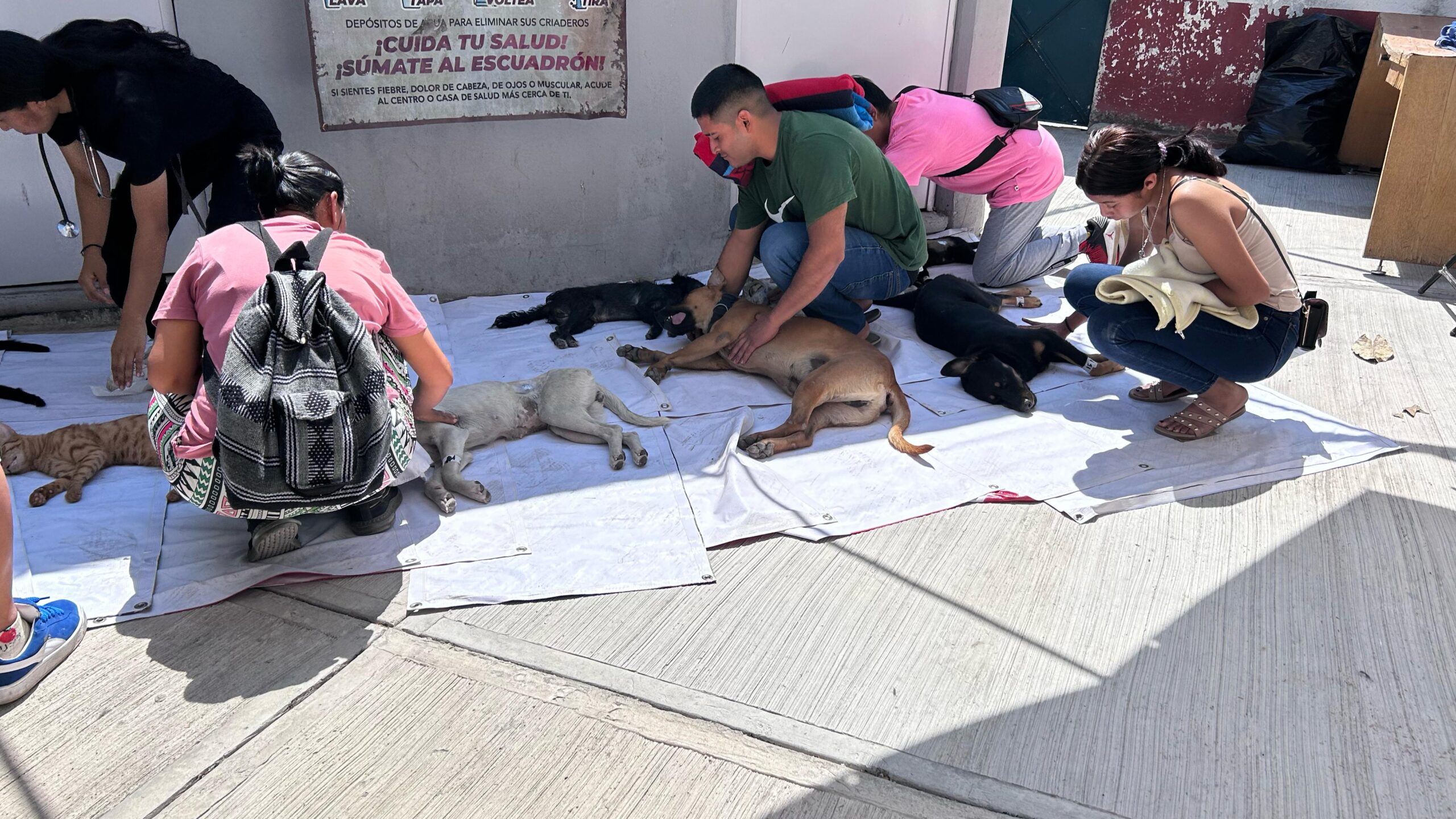 Con éxito se realizó campaña de esterilización canina y felina en Cuautla